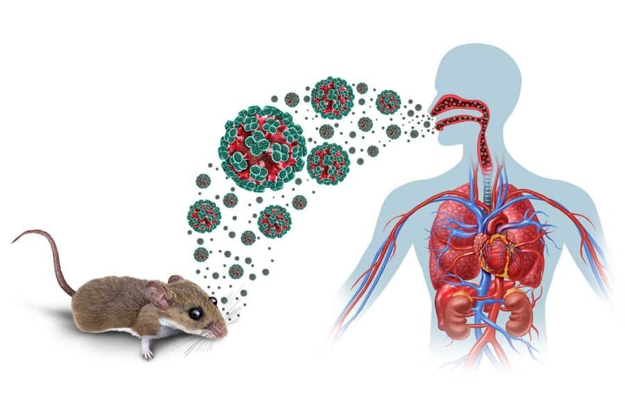 The Silent Killer on a Cruise Ship: What the 2026 Hantavirus Outbreak Means for You